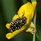 Der Trauer-Rosenkäfer (Oxythyrea funesta) ...