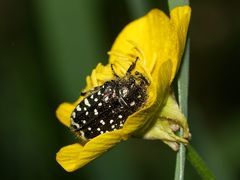 Der Trauer-Rosenkäfer (Oxythyrea funesta) ...