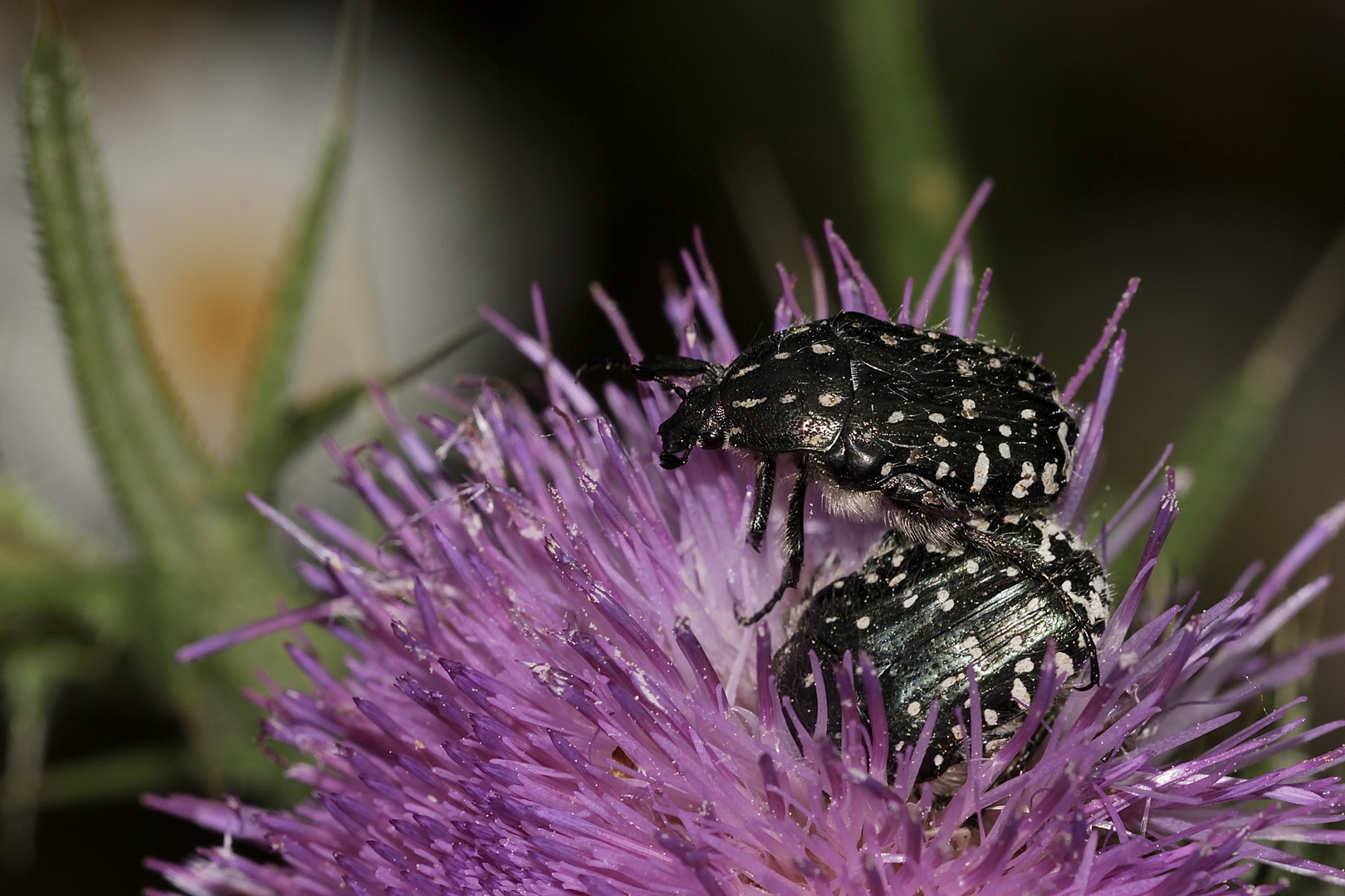 Der TRAUER-Rosenkäfer (Oxythyrea funesta) ...