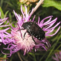 Der Trauer-Rosenkäfer Oxythyrea funesta . . .