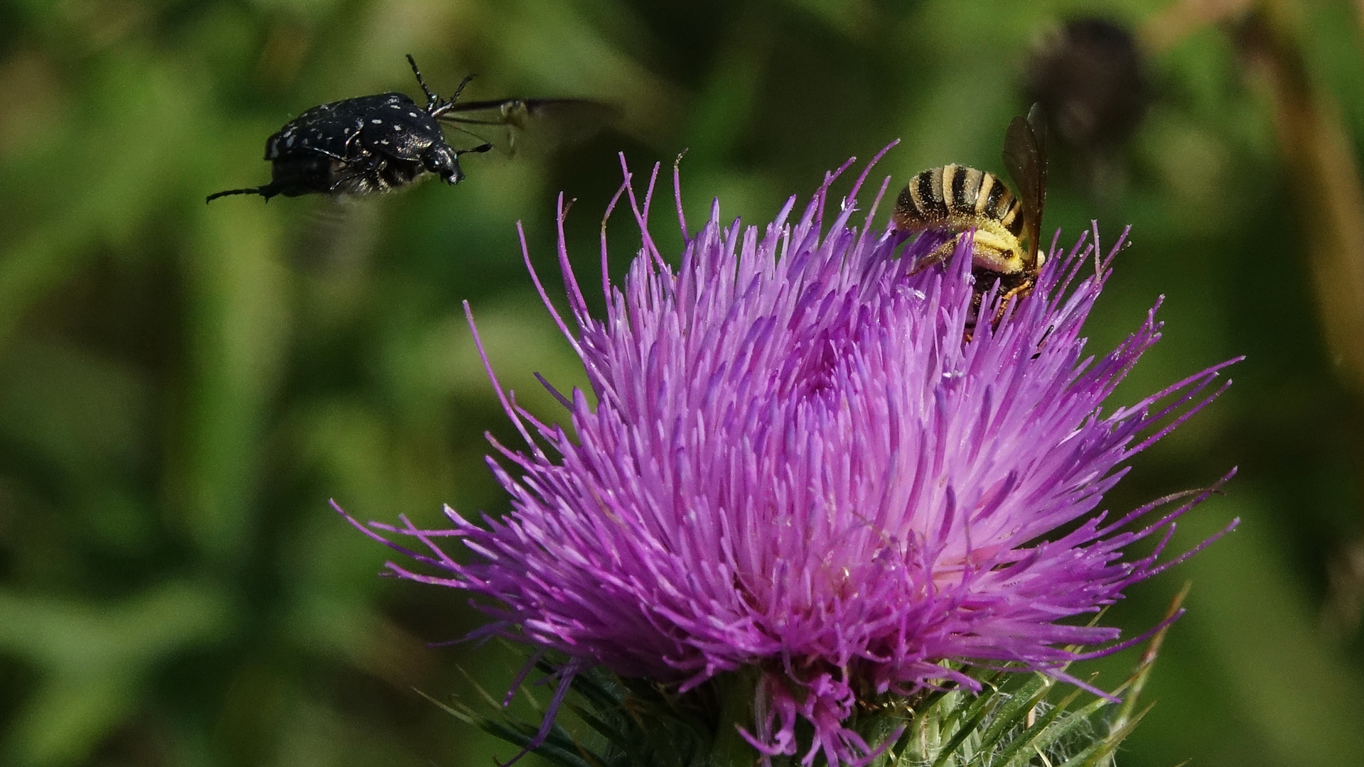 Der Trauer-Rosenkäfer (Oxythyrea funesta) im Anflug.