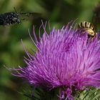 Der Trauer-Rosenkäfer (Oxythyrea funesta) im Anflug.