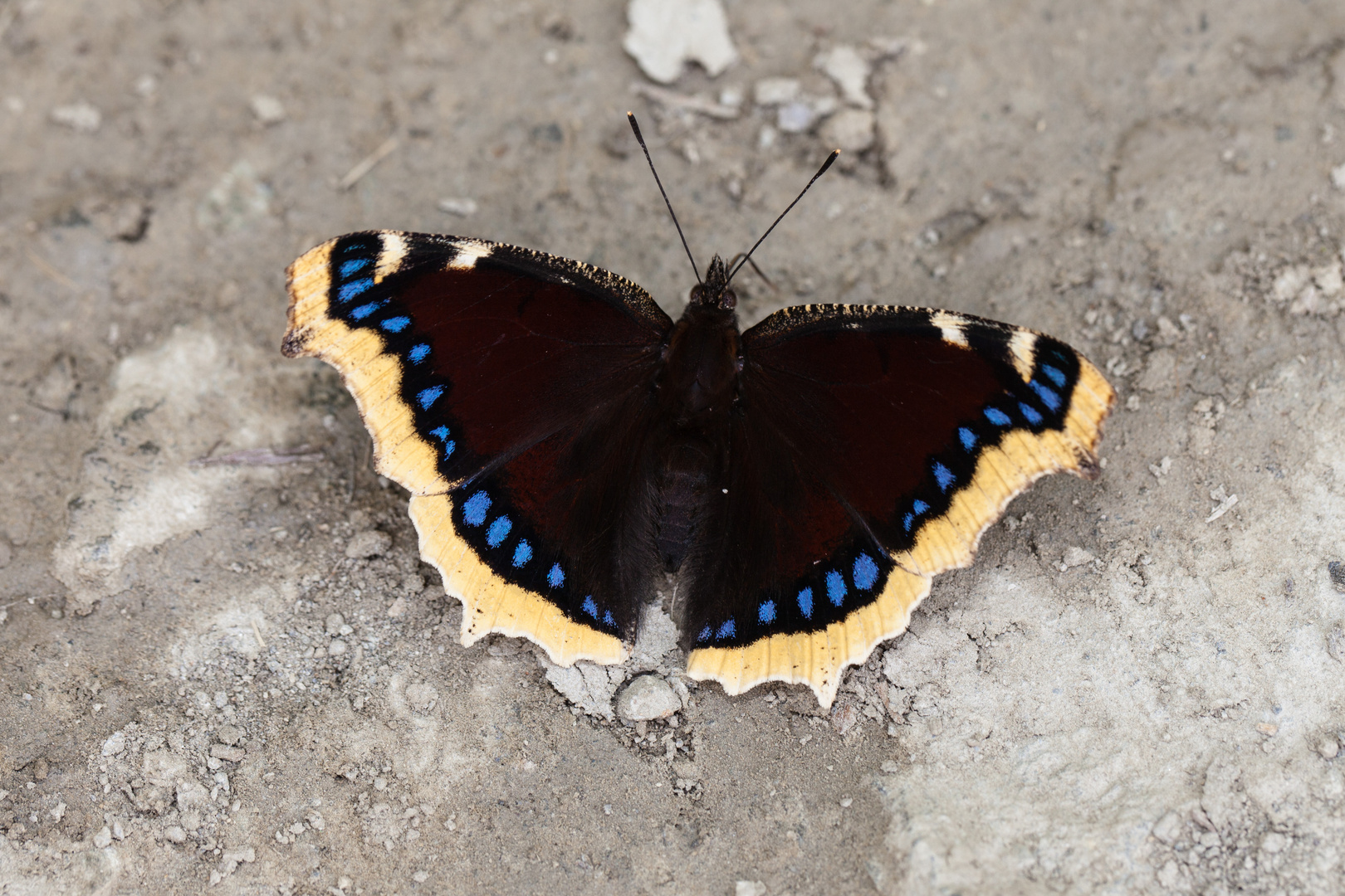 Der Trauermantel (Nymphalis antiopa)