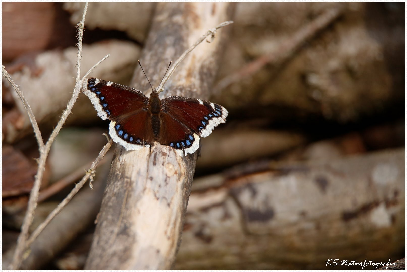 Der Trauermantel - The Mourning cloak or Camberwell beauty