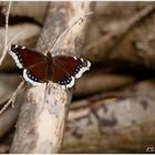 Der Trauermantel - The Mourning cloak or Camberwell beauty