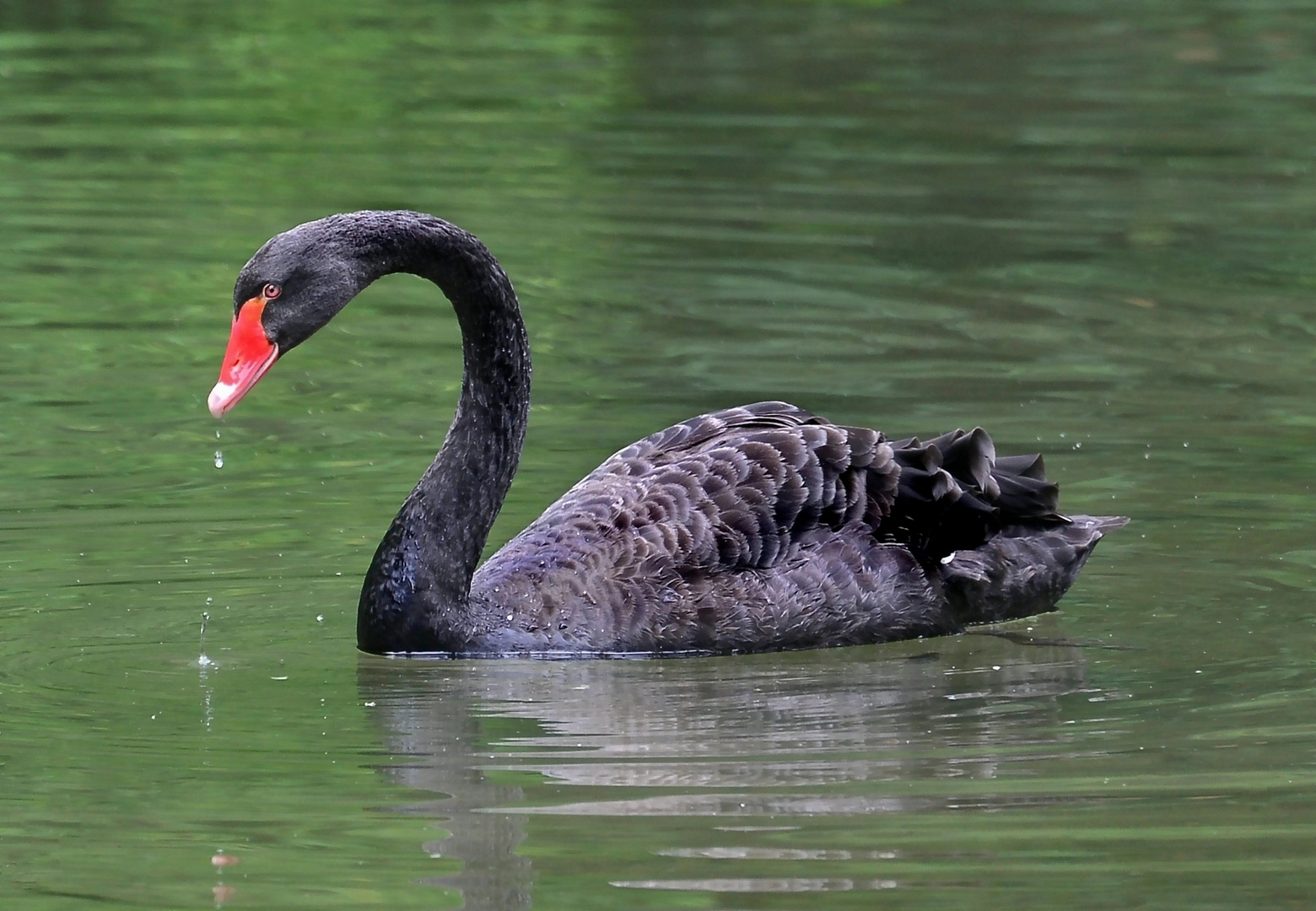 der  Trauerschwan...