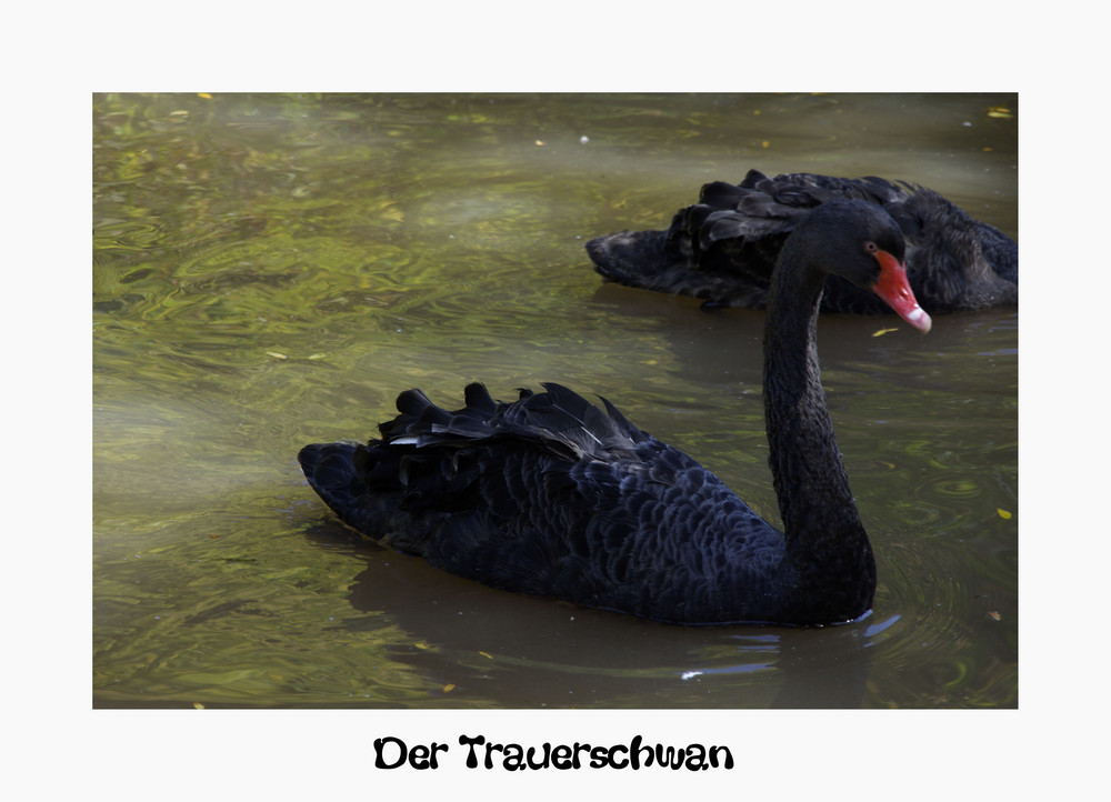 Der Trauerschwan