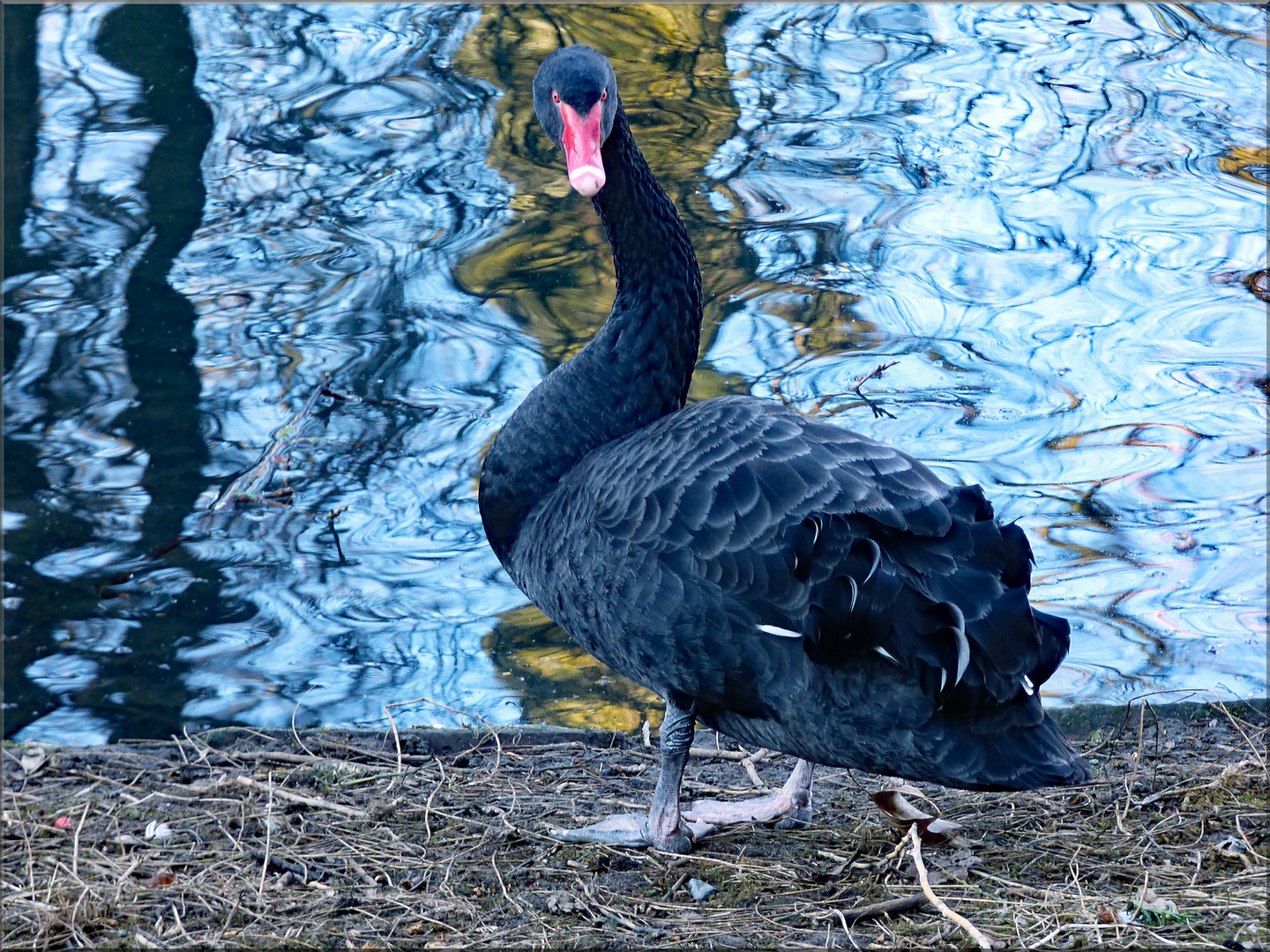 Der Trauerschwan im Hofgarten ...