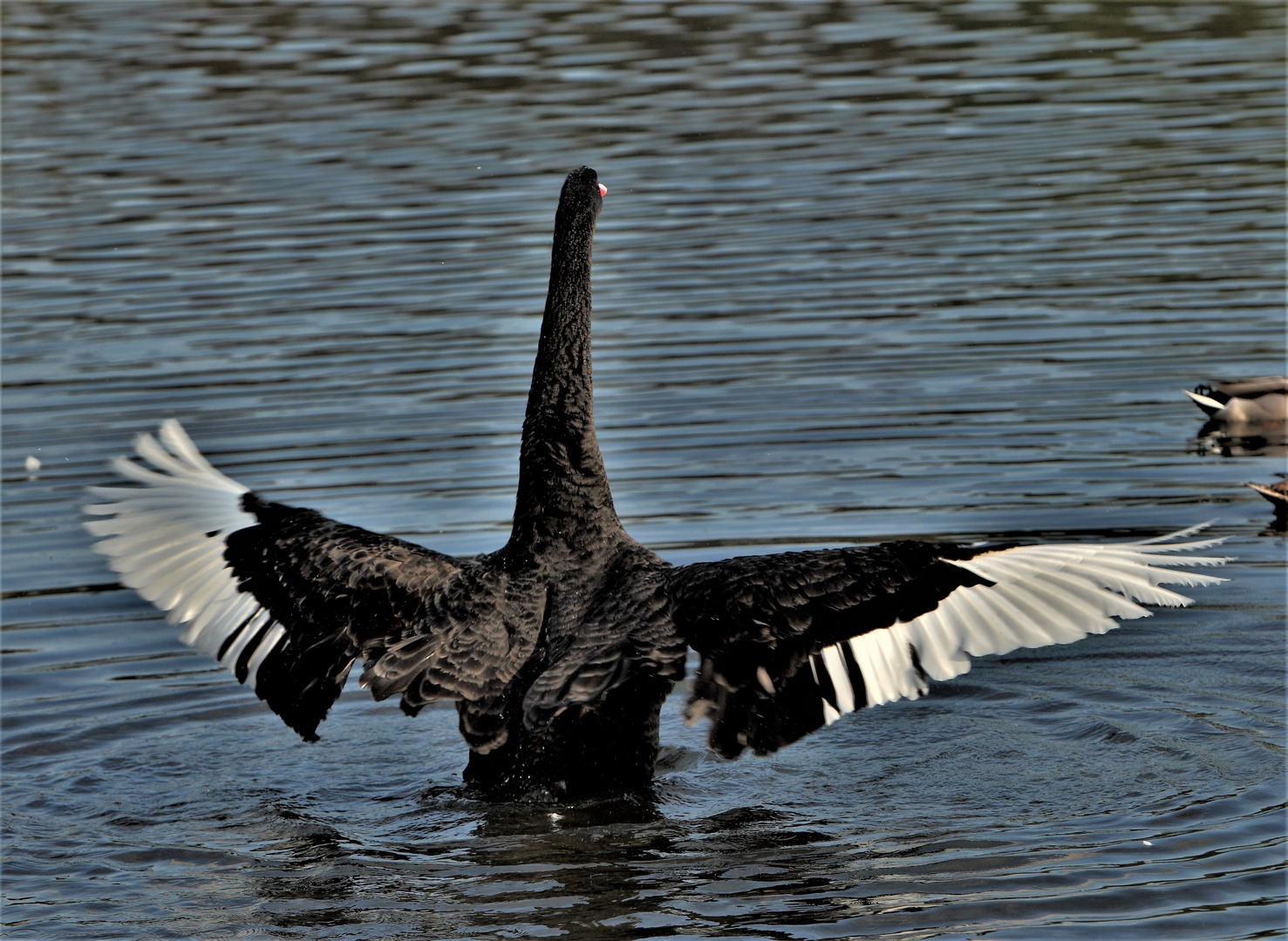 der Trauerschwan...ist garnicht so schwarz..