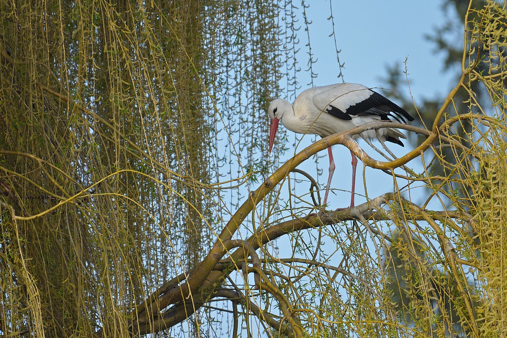 Der Trauerweiden – Storch