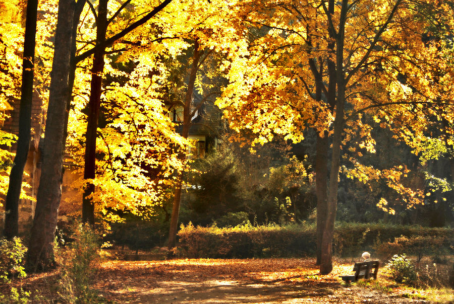 Der Traum der alten Dame