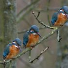 Der Traum eines Eisvogelfotografen ...