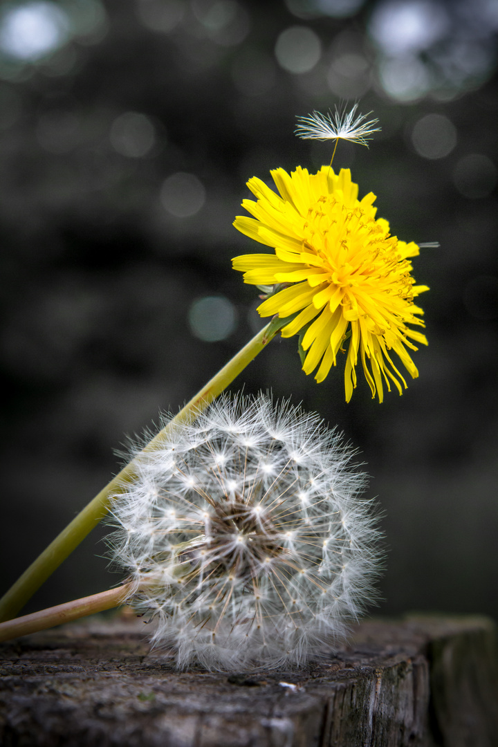 ...der Traum vom bunten Fliegen...!!