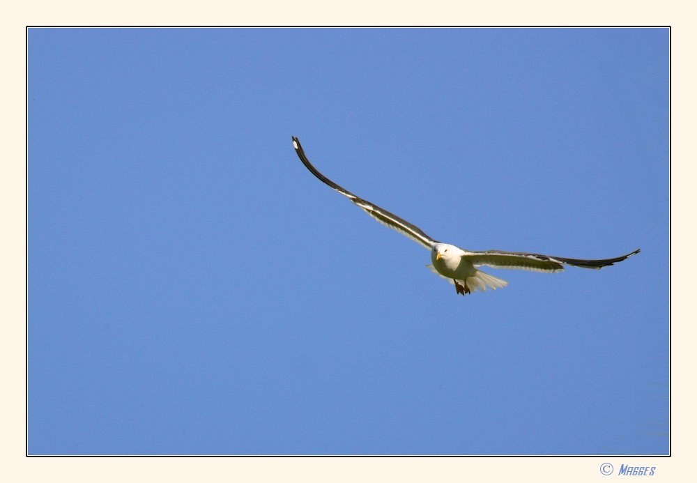 der Traum vom fliegen ...