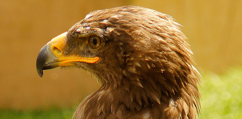 Der Traum vom Fliegen