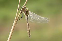 "Der Traum vom Fliegen "