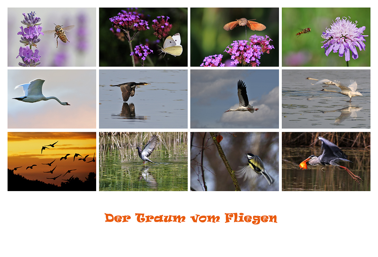 der Traum vom Fliegen