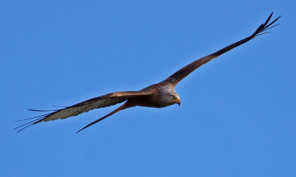 Der Traum vom Fliegen