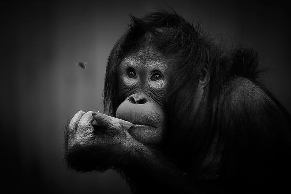 ...der Traum vom Fliegen...