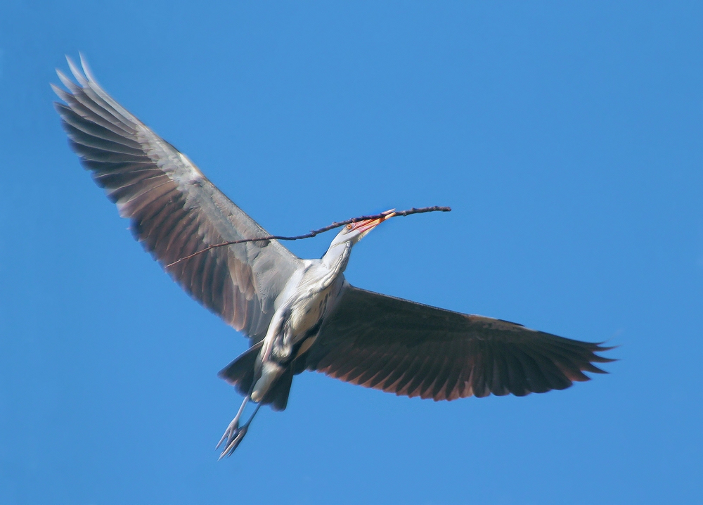 DER TRAUM VOM FLIEGEN