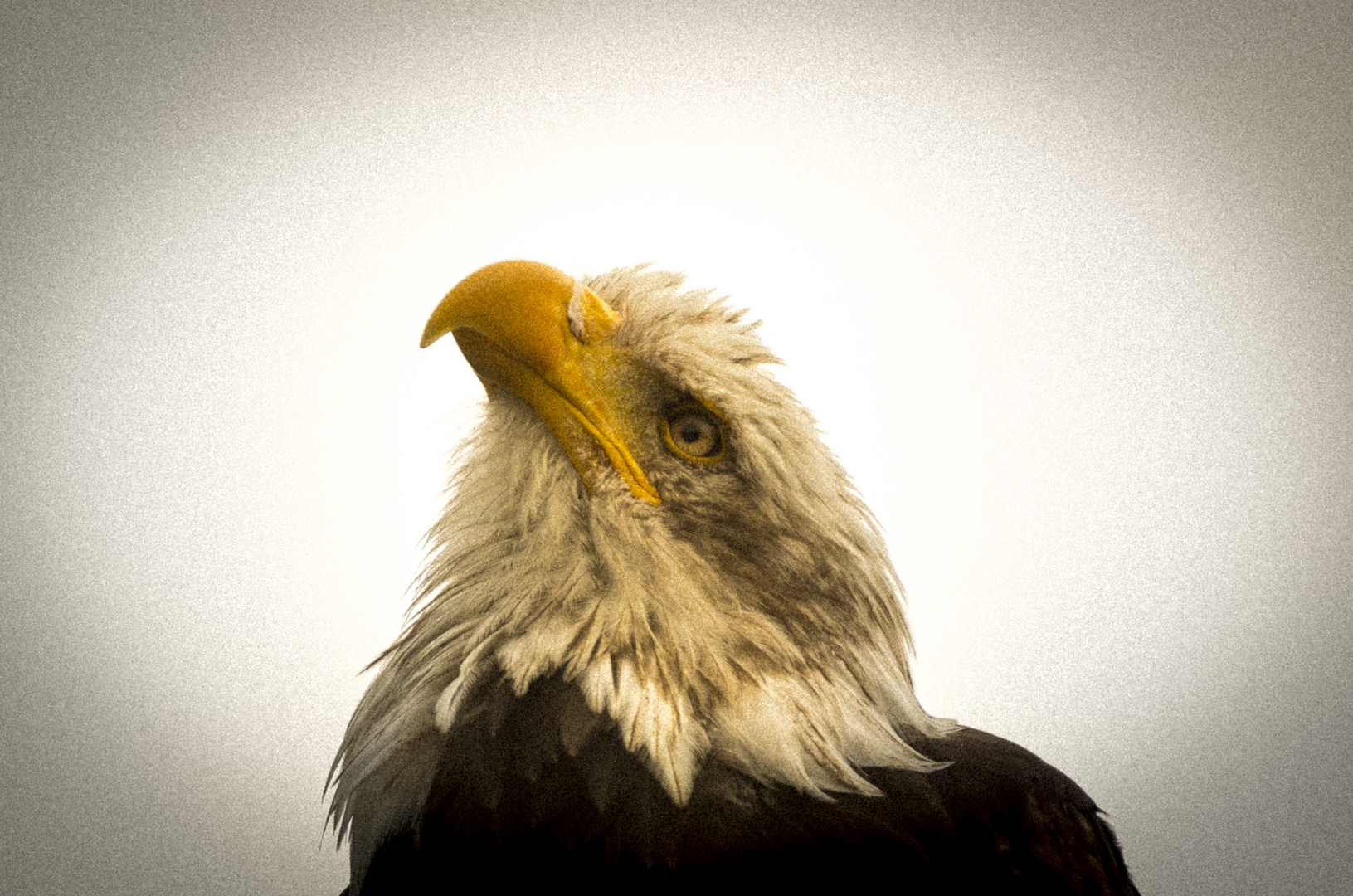 der Traum vom Fliegen