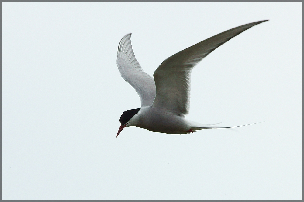 Der Traum vom Fliegen