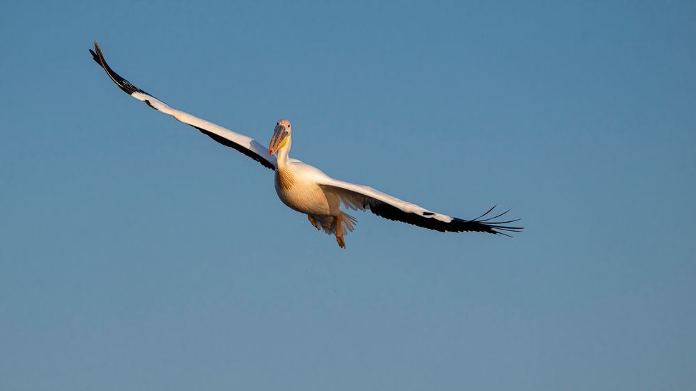 Der Traum vom Fliegen