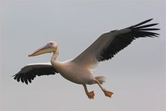 Der Traum vom Fliegen