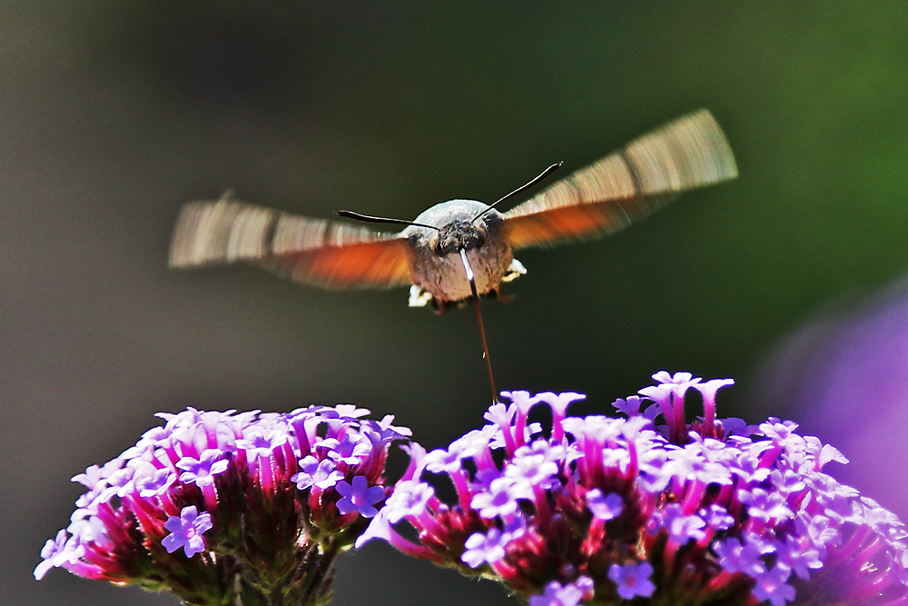 der Traum vom Fliegen....