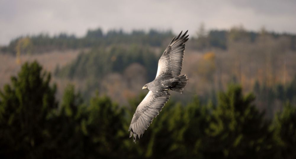 Der Traum vom fliegen