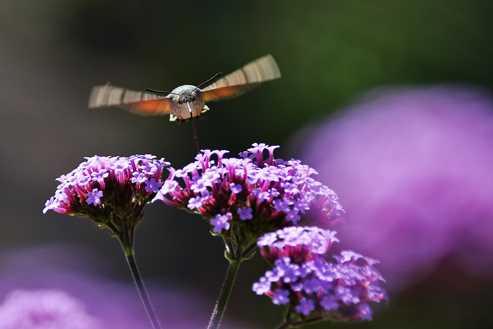 der Traum vom Fliegen