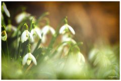 Der Traum vom Frühling...