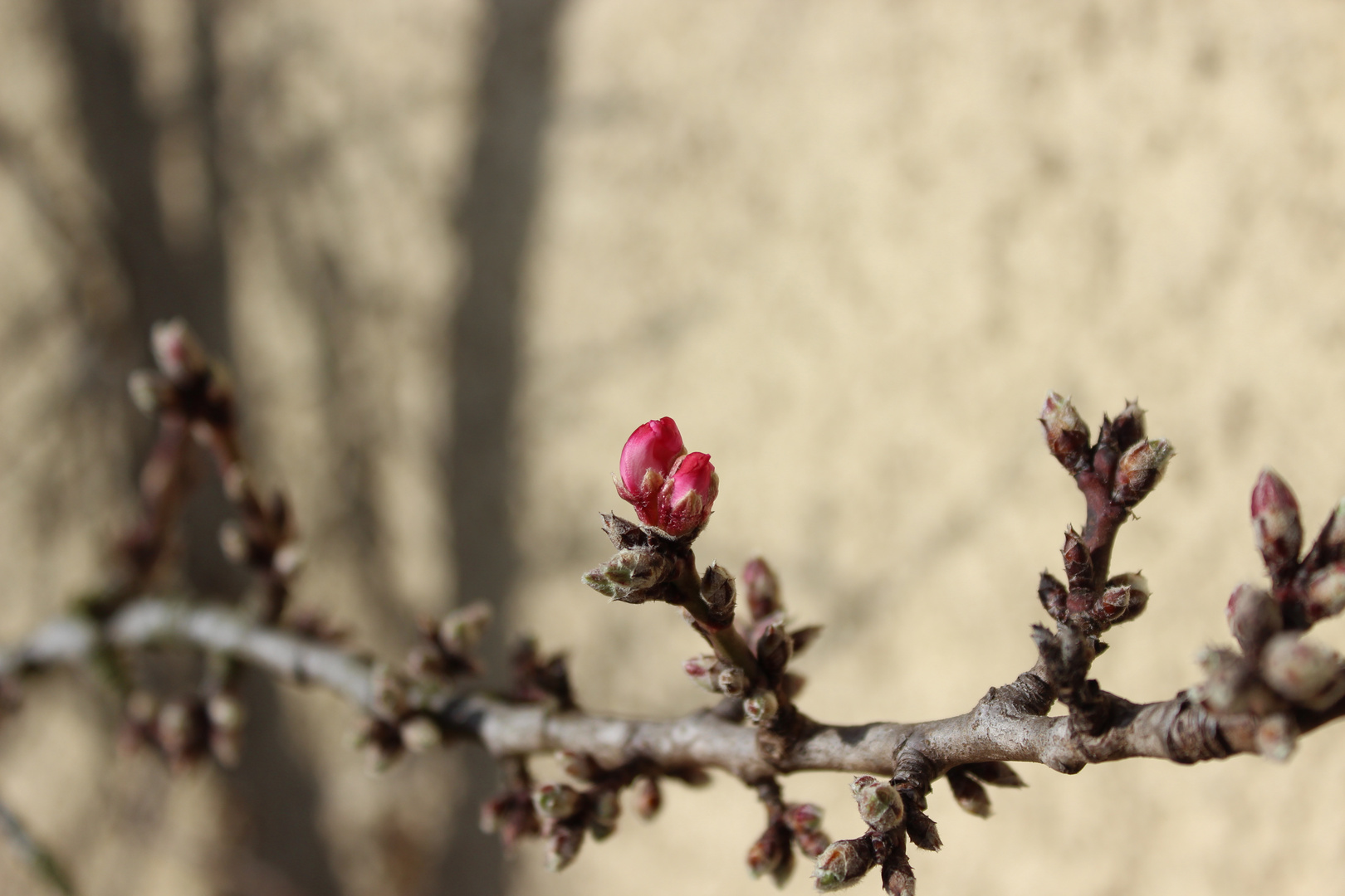  Der Traum vom Frühling 