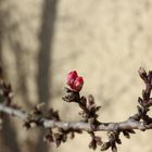  Der Traum vom Frühling 