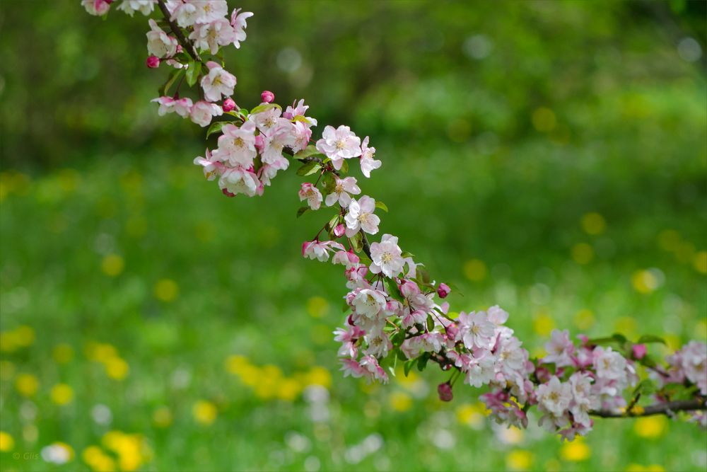 Der Traum vom Frühling ...