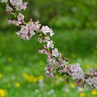 Der Traum vom Frühling ...