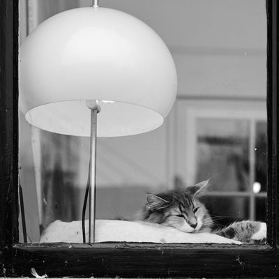 Der Traum vom gefressenen Vogel