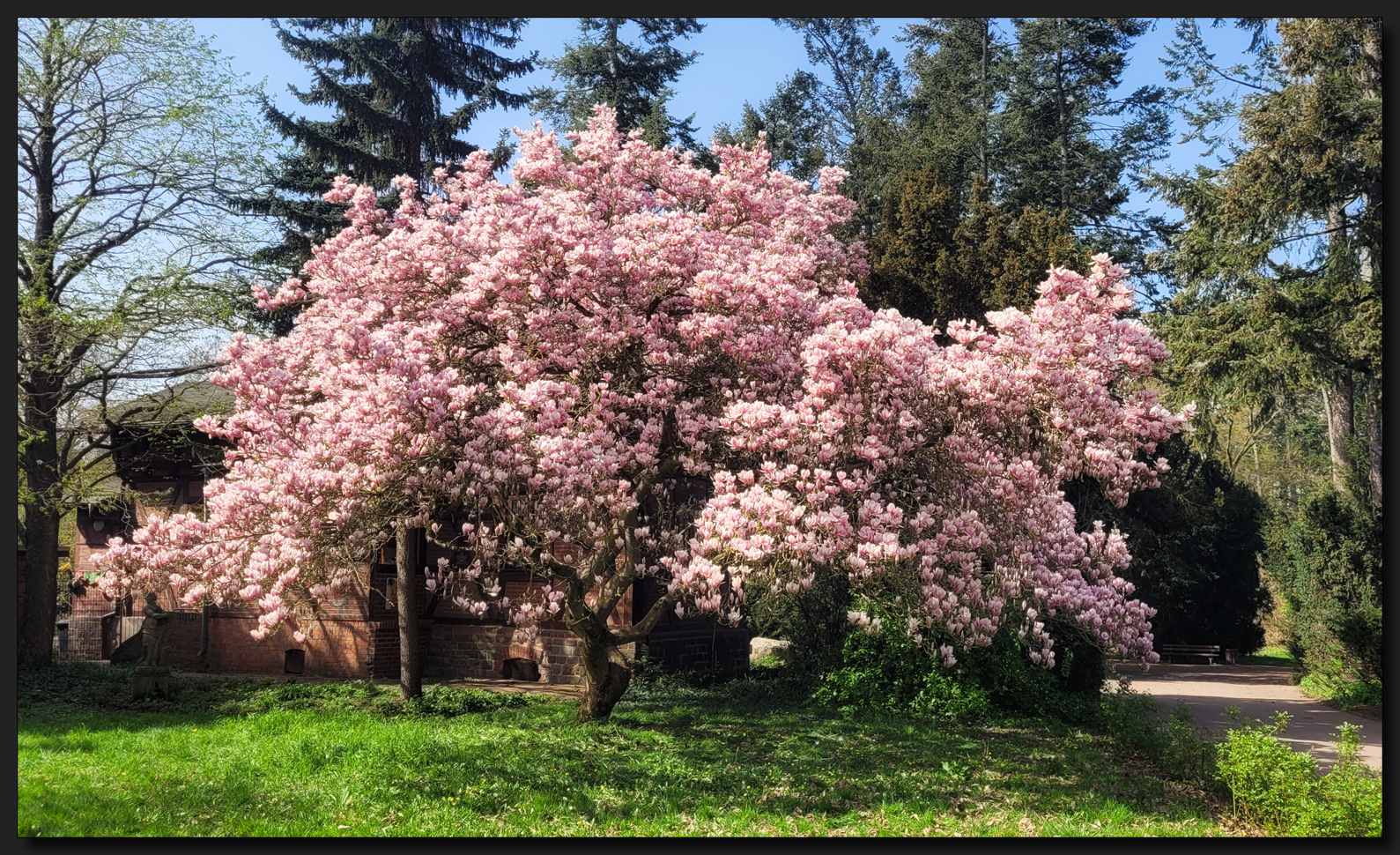 ...Der Traum vom MagnolienBaum...