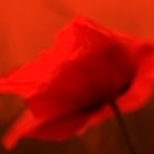 Der Traum vom Mohn