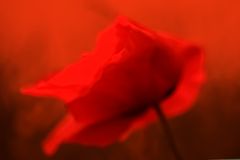 Der Traum vom Mohn