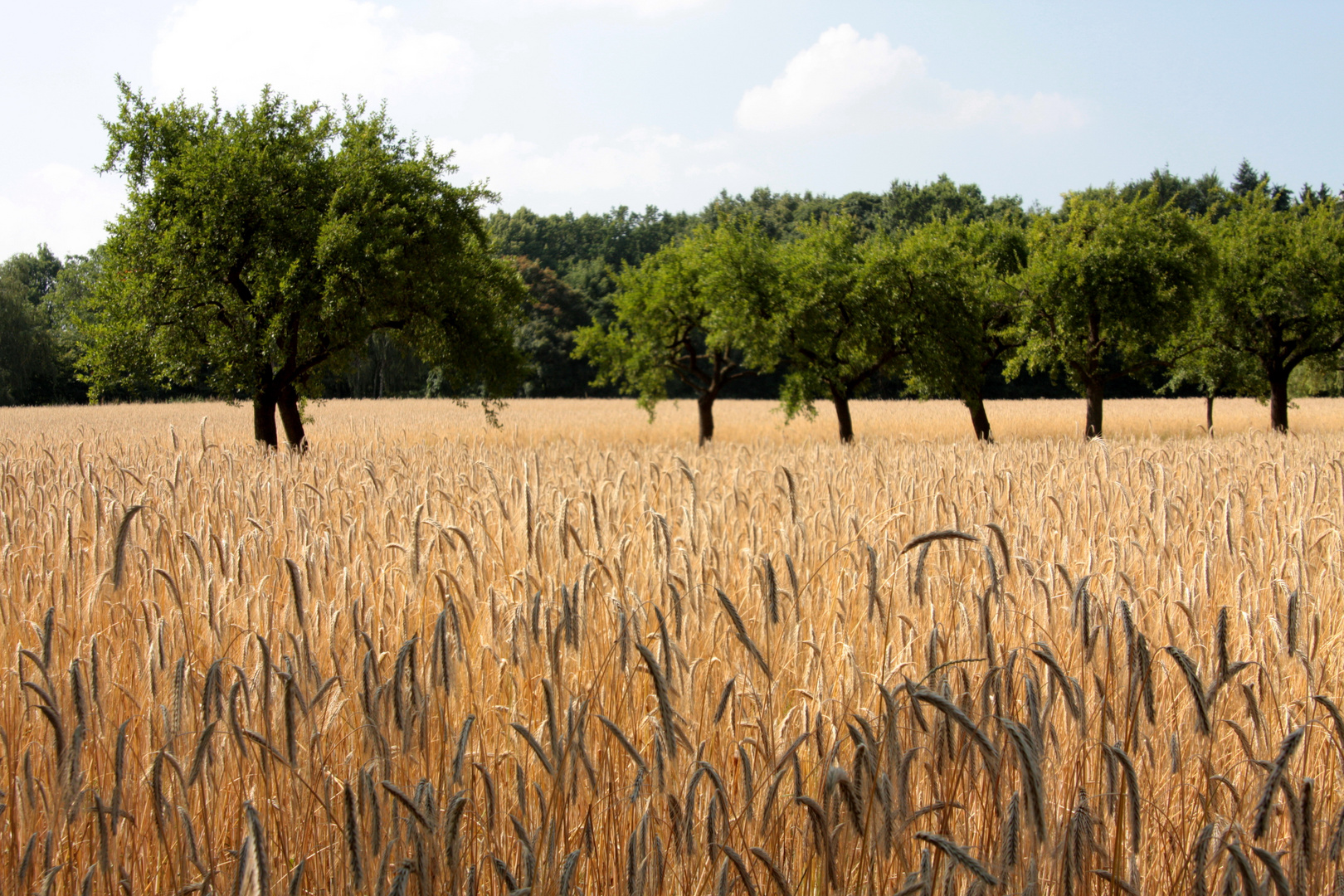 Der Traum vom Sommer