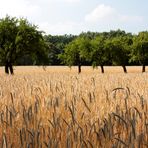 Der Traum vom Sommer