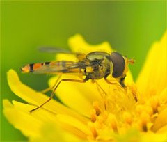 Der Traum vom Sommer