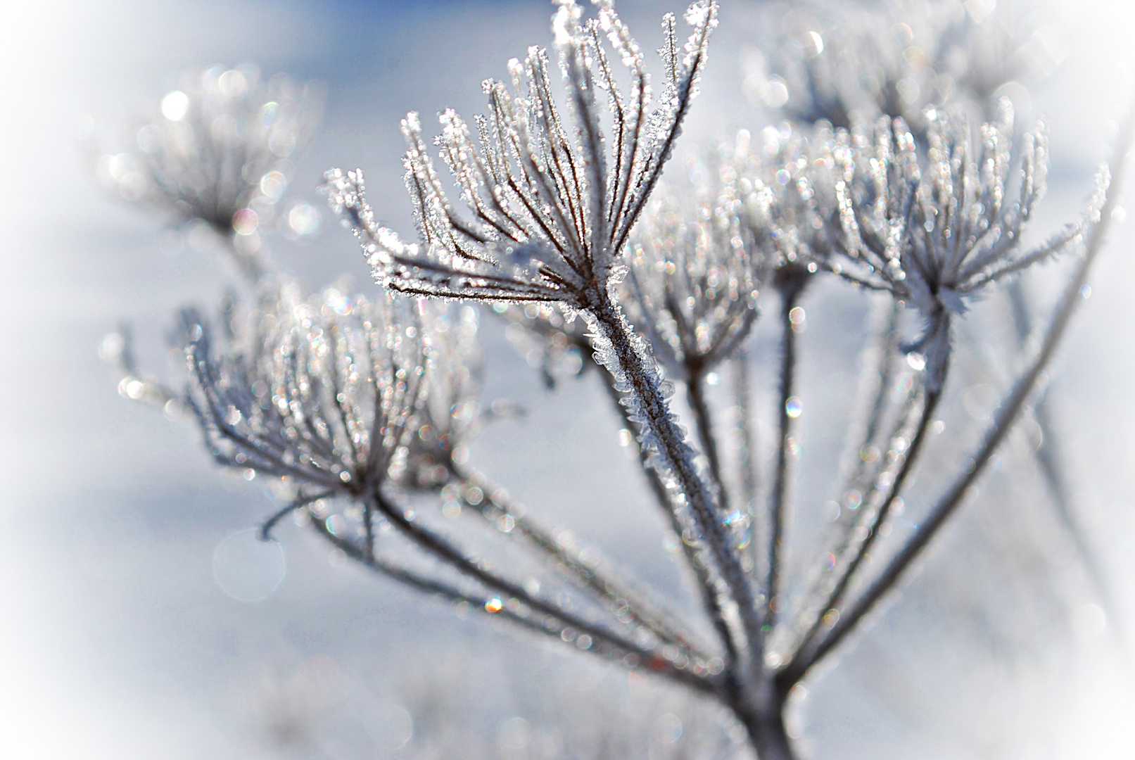 der Traum vom Winter...