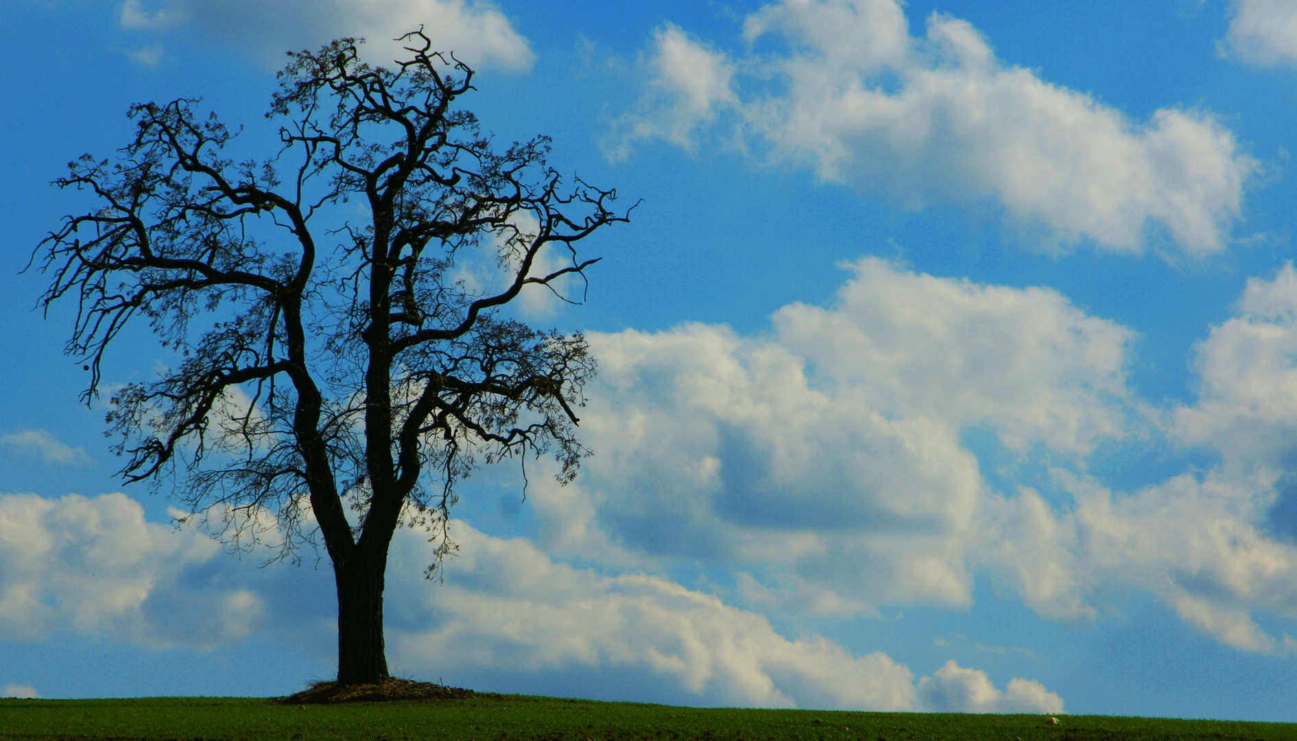 Der Traumzauberbaum