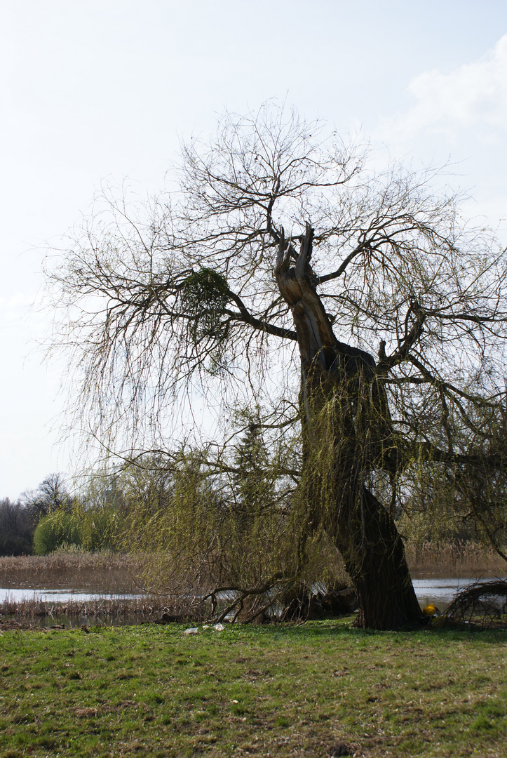 Der Traumzauberbaum