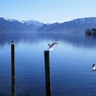 Der Traunsee im Winter