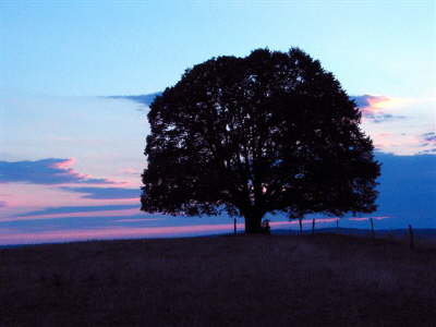 der traurige baum