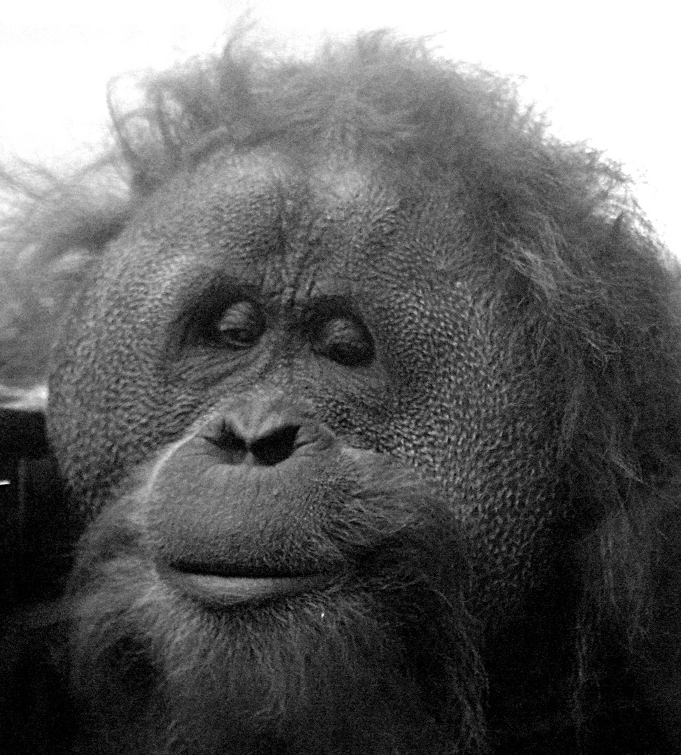 Der traurige Blick des Orang- Utan