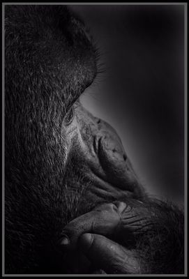 Der traurige Gorilla